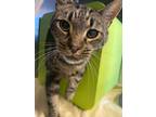 Adopt Pirate a Domestic Shorthair cat in Cortland, NY (41547942)