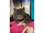 Adopt Pebbles a Domestic Shorthair cat in Cortland, NY (41537064)