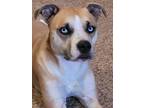 Adopt Benjamin a Tan/Yellow/Fawn - with White American Staffordshire Terrier /