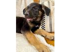Adopt Jasmine Capelo a Black German Shepherd Dog dog in Portland, OR (41546819)