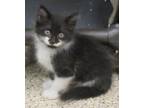 Adopt Spock a Black & White or Tuxedo Domestic Mediumhair (short coat) cat in