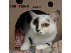 Adopt Stevie B a Domestic Shorthair / Mixed cat in Lexington, KY (41543182)
