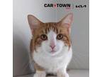 Adopt Sunny a Domestic Shorthair / Mixed cat in Lexington, KY (41543181)