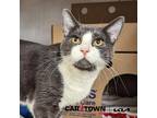 Adopt Emperor Pawpatine a Domestic Shorthair / Mixed cat in Lexington