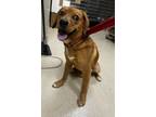 Adopt 18934 a Redbone Coonhound / Mixed dog in Covington, GA (41547872)