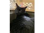 Adopt Salem a All Black Domestic Shorthair (short coat) cat in Los Alamos
