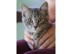 Adopt Mealla a Domestic Shorthair / Mixed (short coat) cat in North Fort Myers