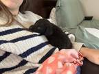 Adopt Pearl a Mastiff dog in Windsor, CO (41488341)