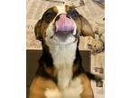 Adopt Cara a Tricolor (Tan/Brown & Black & White) Beagle / Mixed dog in Honeoye
