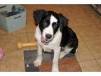 Adopt Carmen a Black - with White Border Collie / Great Pyrenees / Mixed dog in