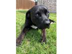 Adopt Marshall a Brindle American Pit Bull Terrier / Labrador Retriever / Mixed