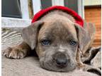 Adopt Atlas "Aang" Angel a Gray/Blue/Silver/Salt & Pepper Pit Bull Terrier dog