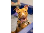 Adopt Dallas a Mutt dog in New York, NY (41511807)