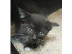 Adopt Sulu a Black & White or Tuxedo Domestic Shorthair (short coat) cat in