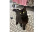 Adopt Tia a Domestic Mediumhair / Mixed cat in Port McNicoll, ON (41547909)