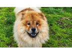 Adopt Vern a Chow Chow / Mixed dog in Edmonton, AB (41547900)