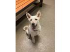 Adopt Alexie a Australian Cattle Dog / Collie / Mixed dog in Knoxville