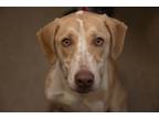 Adopt Effy a Hound (Unknown Type) / Mixed dog in Knoxville, TN (41547897)