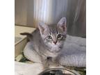 Adopt Fiji a Domestic Mediumhair / Mixed cat in Knoxville, TN (41547895)