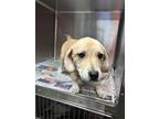 Adopt Josie a Hound (Unknown Type) / Mixed dog in Knoxville, TN (41547894)