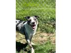 Adopt Steve a Australian Shepherd / Mixed dog in Orangeville, ON (41547892)