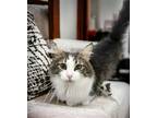 Adopt Coconut a Gray or Blue (Mostly) Domestic Longhair / Mixed (long coat) cat