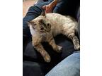 Adopt Bella a Tan or Fawn Siamese / Mixed (medium coat) cat in Los Angeles