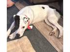Adopt Bubbles-Turlock, CA a White - with Black Whippet / Dalmatian / Mixed dog
