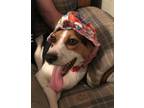 Adopt Tallie a Tricolor (Tan/Brown & Black & White) Beagle / Mixed dog in