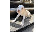 Adopt Lupin a Tan/Yellow/Fawn - with White Boxer / Terrier (Unknown Type