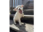 Adopt Peony a White - with Tan, Yellow or Fawn Boxer / Terrier (Unknown Type