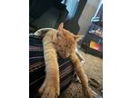 Adopt Winston a Orange or Red Domestic Shorthair / Mixed (short coat) cat in