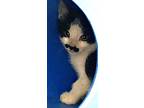 Adopt Scotty a Black & White or Tuxedo Domestic Shorthair (short coat) cat in