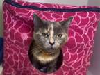 Adopt Ali a Tortoiseshell Domestic Shorthair cat in Kirkland, WA (41547767)