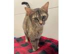 Adopt Bailor a Brown Tabby Domestic Shorthair (short coat) cat in Forney