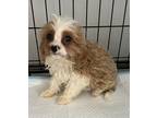 Adopt BASTIAN a White - with Red, Golden, Orange or Chestnut Cavalier King