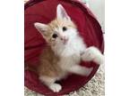 Adopt Nobu a Orange or Red (Mostly) Domestic Shorthair (short coat) cat in