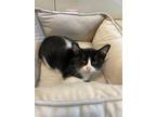 Adopt Spruce a Black & White or Tuxedo Domestic Shorthair (short coat) cat in