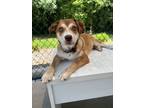 Adopt Hallie a Brown/Chocolate - with White German Shepherd Dog / Mixed dog in