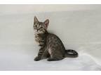 Adopt Pichu a Gray, Blue or Silver Tabby Domestic Shorthair (short coat) cat in