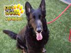 Adopt Shadow a Black - with Brown, Red, Golden, Orange or Chestnut German