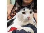 Adopt Fiddlesticks a Black & White or Tuxedo Domestic Shorthair (short coat) cat