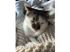 Adopt Doogie Houser M.D. a White (Mostly) American Shorthair / Mixed (medium