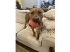 Adopt Sasha a Red/Golden/Orange/Chestnut American Pit Bull Terrier / Mixed dog