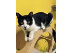 Adopt Stella a Black & White or Tuxedo Domestic Shorthair (short coat) cat in