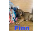 Adopt Finn a Brown/Chocolate - with Black Anatolian Shepherd / Mixed dog in