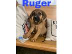 Adopt Ruger a Brown/Chocolate - with Black Anatolian Shepherd / Mixed dog in