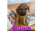 Adopt wilma a Brown/Chocolate - with Black Anatolian Shepherd / Mixed dog in