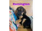 Adopt Remington a Black - with Brown, Red, Golden, Orange or Chestnut Anatolian