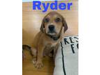 Adopt Ryder a Brown/Chocolate - with Black Anatolian Shepherd / Mixed dog in